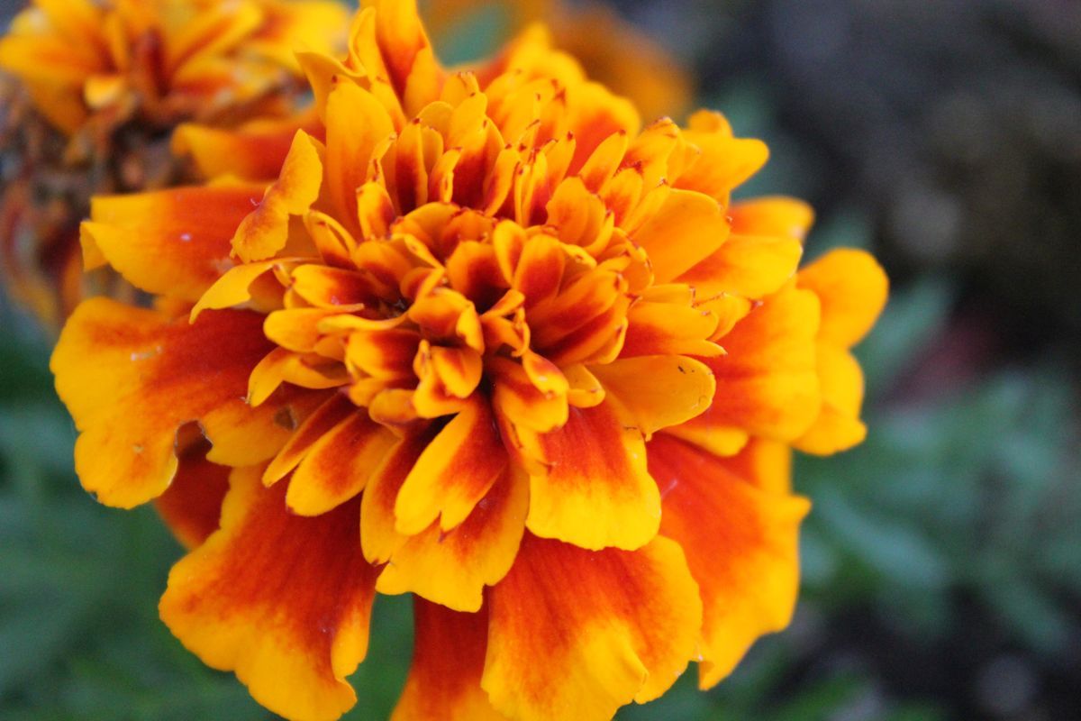 Marigold flowers for Ayudha Pooja