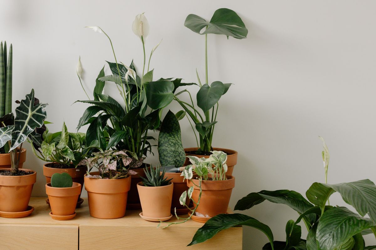 Gardening & greenery — The Stationery House, Chennai